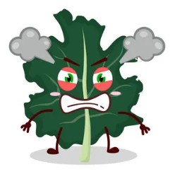 KALE